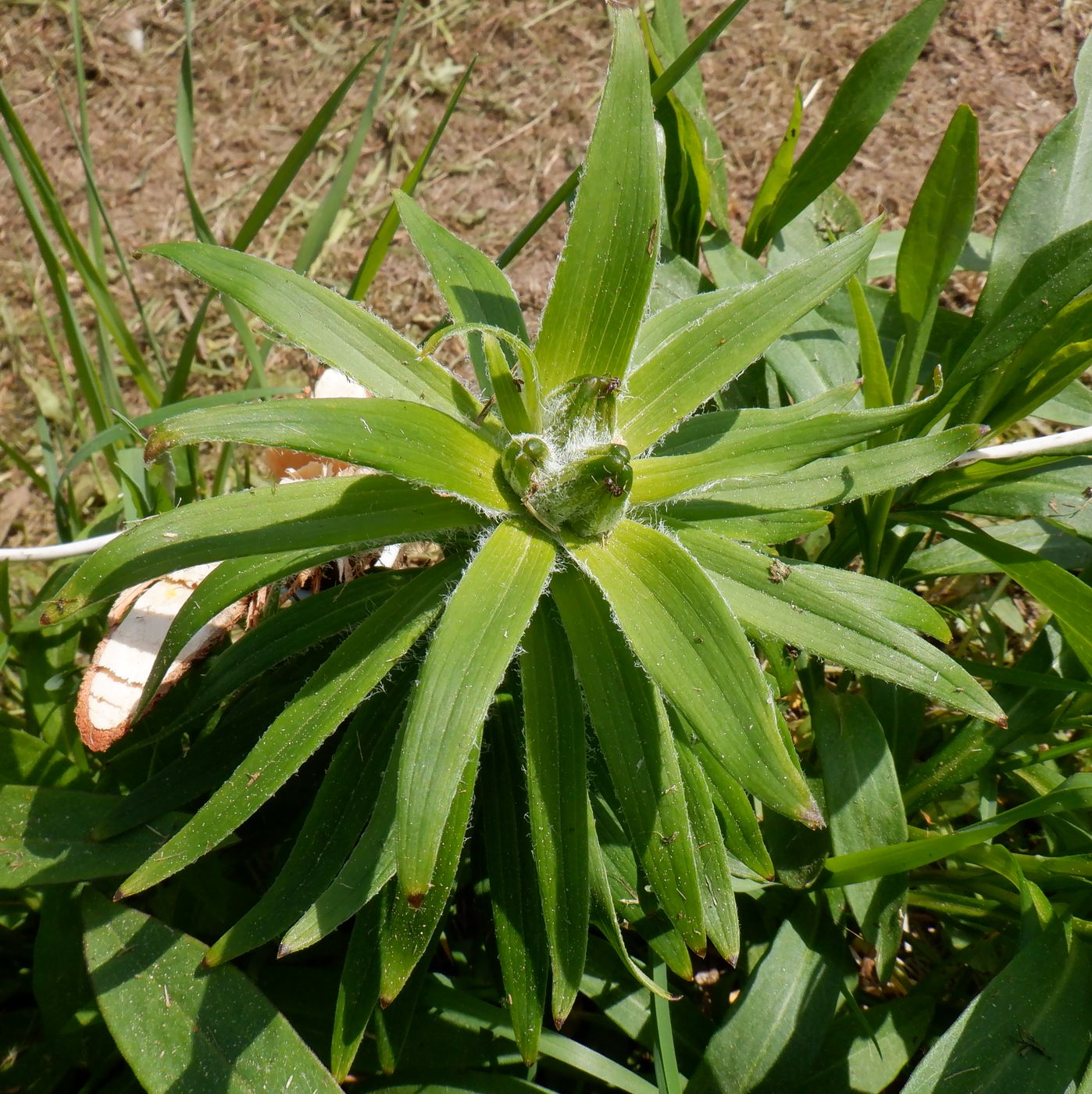 Изображение особи Lilium maculatum.