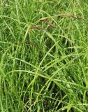 Carex acuta