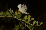 Capparis herbacea