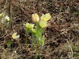 Pulsatilla orientali-sibirica