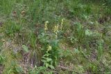 Digitalis grandiflora. Цветущие растения. Челябинская обл., Нязепетровский р-н, Шемахинское сельское поселение, гора Яман-Таш, травянистый склон. 1 июля 2023 г.