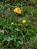 Trollius dschungaricus