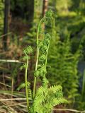 Thelypteris palustris. Верхушки разворачивающихся вай. Ульяновская обл., г. Димитровград, окр. пос. Торфболото, пойма р. Б. Черемшан, берег старого затопленного торфяного карьера, черноольхово-берёзовый лес. 09.05.2023.