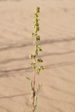 genus Artemisia