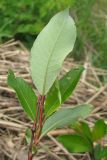 Salix starkeana