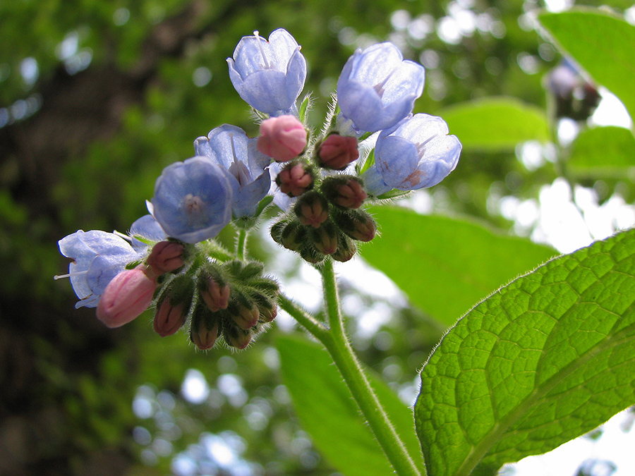 Изображение особи Symphytum caucasicum.