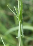 Camelina sylvestris. Листья в средней части побега. Белгородская обл., окр. пос. Борисовка, ур. Острасьев яр, степь на крутом склоне. 08.07.2011.