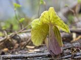 Petasites amplus. Молодое растение в пойменном лесу. Южный Сахалин, Долинский р-н, р. Пуховая. 04.06.2011.