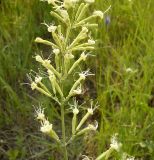 Silene multiflora. Часть соцветия. Новосибирская обл., Карасукский р-н, с. Благодатное, луг. 04.07.2012.