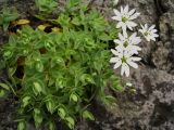 Stellaria ruscifolia