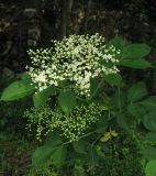 Sambucus nigra. Ветвь цветущего дерева. Крым, окр. с. Перевальное, ур. Аян, у ручья. 17 мая 2013 г.