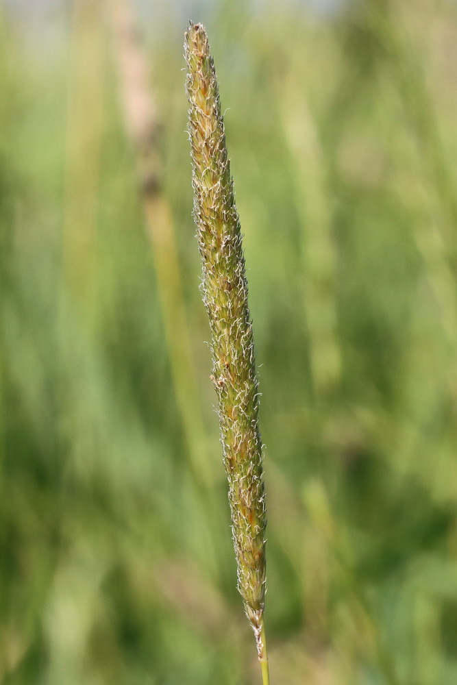 Лисохвост тростниковый (Alopecurus arundinaceus)