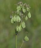 Thalictrum aquilegiifolium