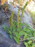 Veronica officinalis