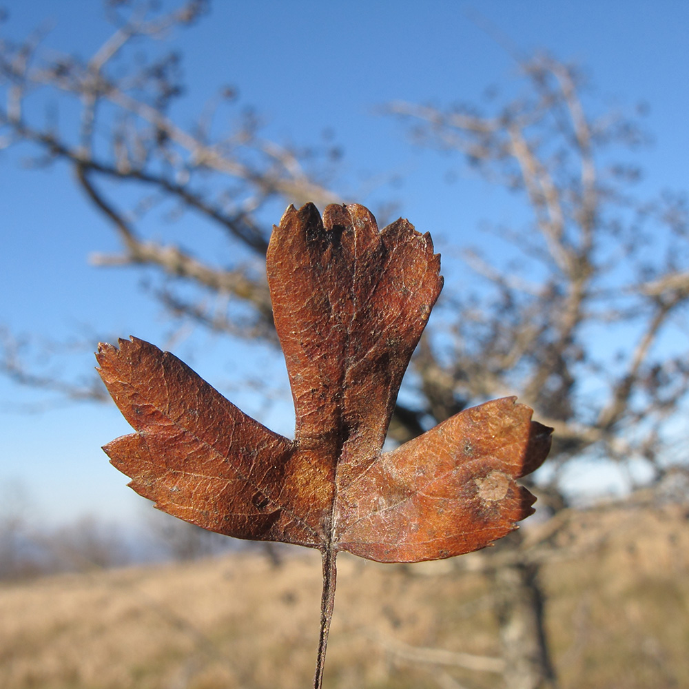 Изображение особи Crataegus pentagyna.