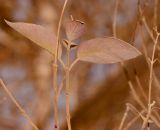 Vitex trifolia var. purpurea