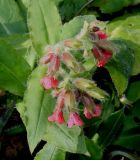 Pulmonaria rubra