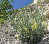 Matthiola odoratissima