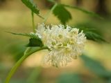 Actaea spicata