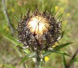 Carlina intermedia