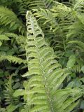 Dryopteris filix-mas. Разворачивающаяся вайя. Украина, Львовская обл., Дрогобычский р-н, г. Трускавец, Помярки, обочина лесной дороги. 05.06.2014.