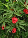 Sambucus racemosa