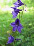 Delphinium crassifolium