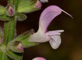 Salvia hierosolymitana