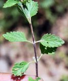 Scutellaria adenostegia