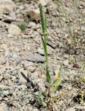 Phleum paniculatum