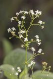 Galium album