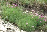 Dianthus acantholimonoides