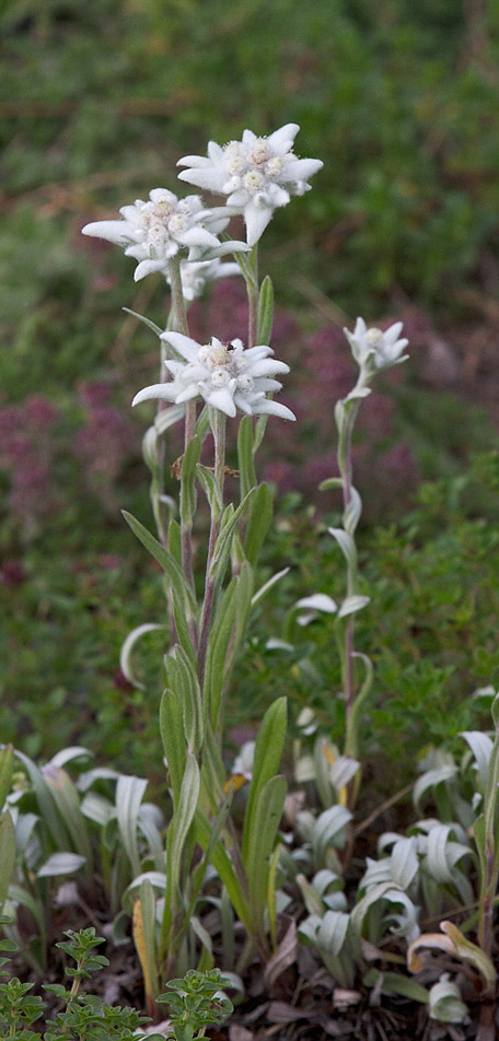 Изображение особи Leontopodium ochroleucum.