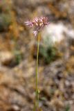 genus Allium. Верхушка отцветающего растения. Южный Казахстан, восточная граница пустыни Кызылкум. 30.04.2015.