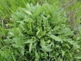 Senecio grandidentatus