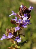 Glechoma hederacea. Верхушка цветущего растения. Ленинградская обл., Старая Ладога, луг напротив Свято-Успенского Новодевичьего монастыря. 04.05.2016.