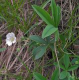 Potentilla alba