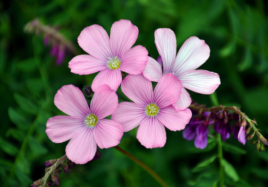 Изображение особи Linum hypericifolium.