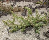 Salsola pontica. Плодоносящее растение. Крым, Керченский п-ов, окр. с. Львово, песчано-ракушечный берег залива Сиваш. 8 ноября 2016 г.