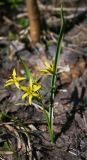 Gagea lutea. Цветущее растение. Пермский край, Добрянский р-н, опушка в осиновом колке. 03.05.2016.