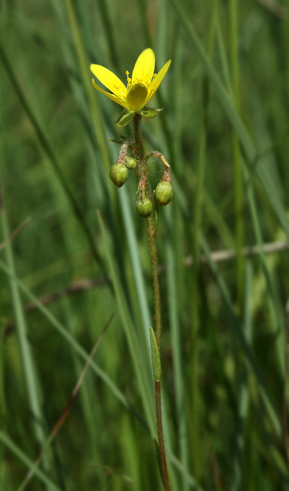 Изображение особи Saxifraga hirculus.