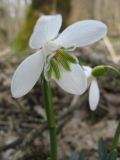 Galanthus caucasicus