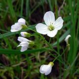 Cardamine dentata. Соцветие. Свердловская обл., окр. г. Североуральск, р-н скал Три Брата, подтапливаемый берег заводи. 23.06.2016.