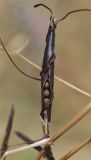 Vicia angustifolia