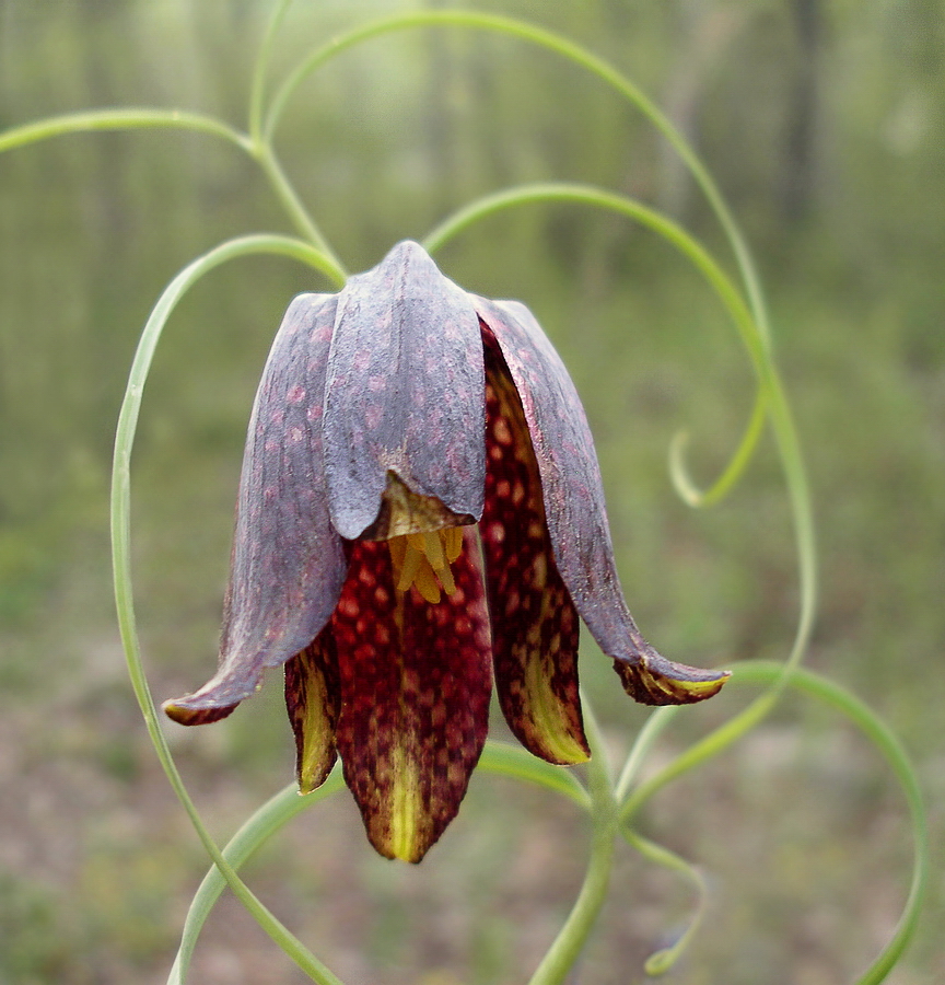 Изображение особи Fritillaria ussuriensis.