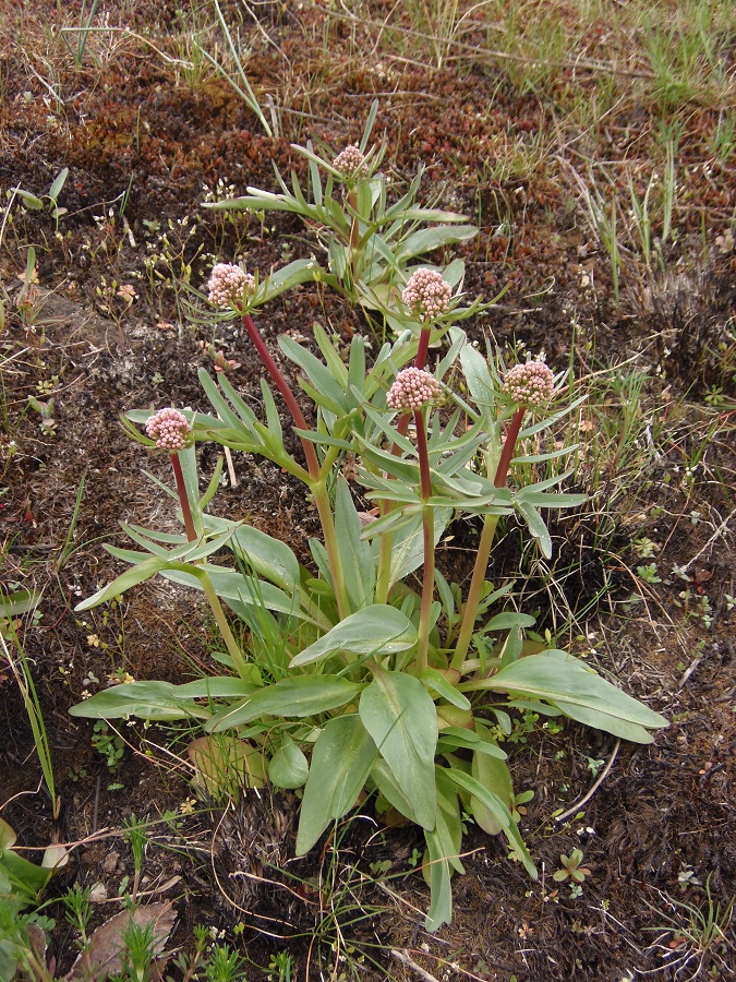 Изображение особи Valeriana tuberosa.