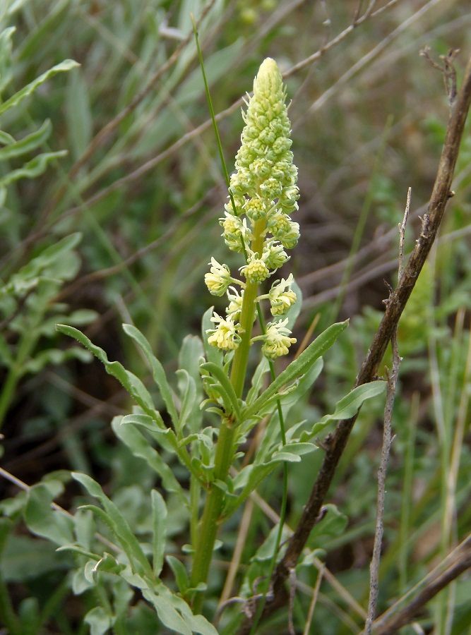 Изображение особи Reseda lutea.