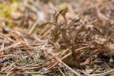 Cetraria islandica. Таллом (рядом - хвоя Pinus sylvestris; слева - Cladonia sp.). Ленинградская обл., Лужский р-н, 136 км шоссе М-20, сосняк травяно-лишайниково-зеленомошный на песке, на почве. 26.04.2017.