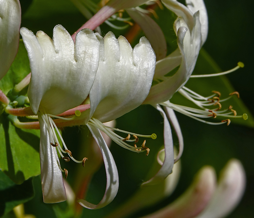 Изображение особи Lonicera caprifolium.