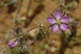 Spergularia rubra